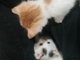 3 Adet Calico Yavrusu