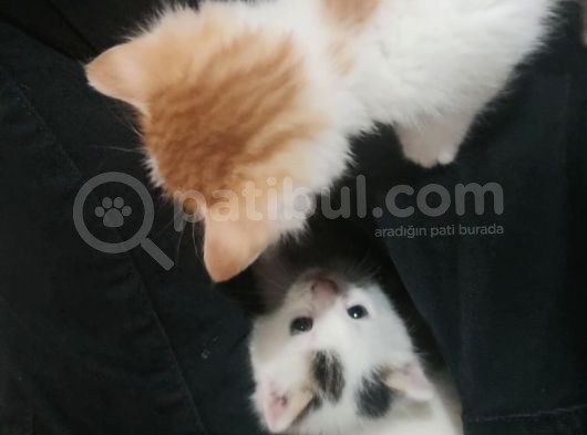 3 Adet Calico Yavrusu görsel