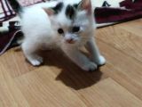 3 Adet Calico Yavrusu