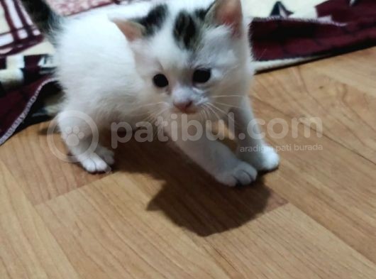 3 Adet Calico Yavrusu görsel