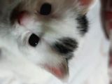 3 Adet Calico Yavrusu