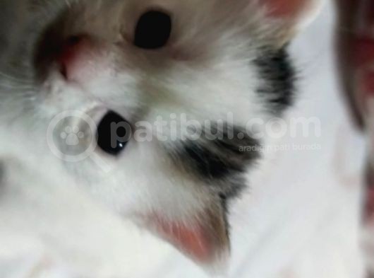 3 Adet Calico Yavrusu görsel