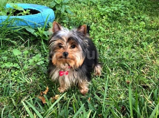 Yorkshire Terrier