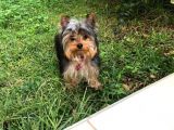 Yorkshire Terrier