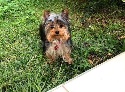 Yorkshire Terrier görsel