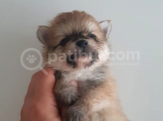 Mükemmel Kalitede Pomeranian Sptiz Yavrular görsel