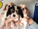 Cavalier King Charles Bebekler