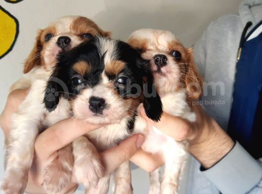 Cavalier King Charles Bebekler görsel