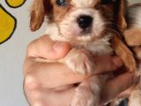 Cavalier King Charles Bebekler