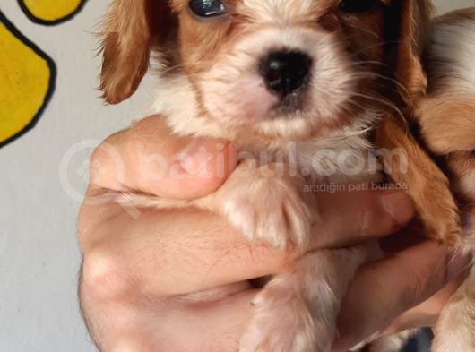 Cavalier King Charles Bebekler görsel