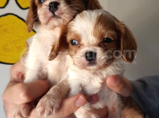 Cavalier King Charles Bebekler görsel