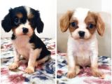 Cavalier King Charles Bebekler