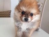 Mükemmel Kalitede Pomeranian Sptiz Yavrular