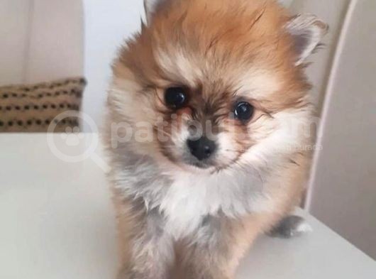Mükemmel Kalitede Pomeranian Sptiz Yavrular