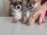 Mükemmel Kalitede Pomeranian Sptiz Yavrular