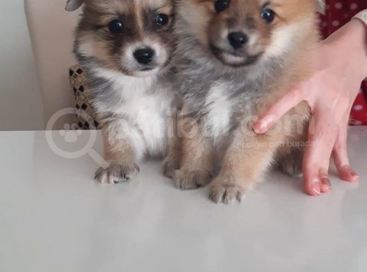 Mükemmel Kalitede Pomeranian Sptiz Yavrular görsel