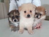 Mükemmel Kalitede Pomeranian Sptiz Yavrular