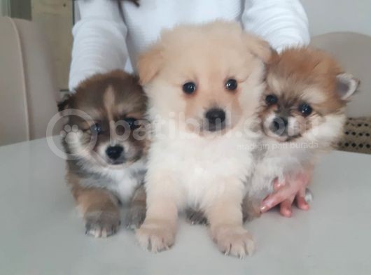 Mükemmel Kalitede Pomeranian Sptiz Yavrular görsel