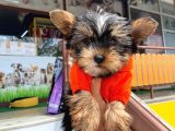 Teacup Mini Boy Gri Yorkieler