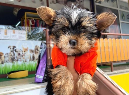 Teacup Mini Boy Gri Yorkieler