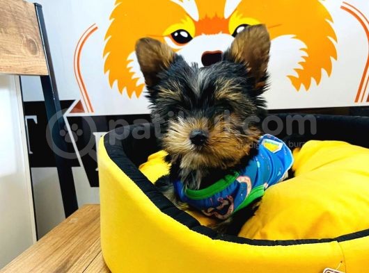 X Small Tea Cup Yorkie