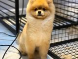Pomeranian Boo