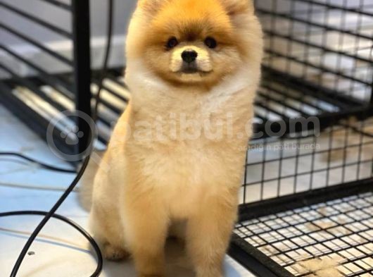 Pomeranian Boo