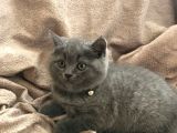 Erkek British Shorthair Yavru