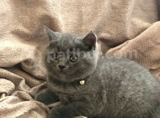Erkek British Shorthair Yavru görsel