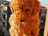Toy Poodle  Yavrularimiz