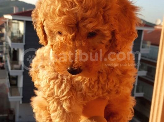 Toy Poodle  Yavrularimiz görsel