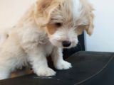 Malti̇poo Yavrulari