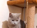 Erkek British Shorthair Yavru