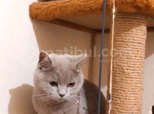 Erkek British Shorthair Yavru görsel