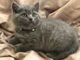 Erkek British Shorthair Yavru