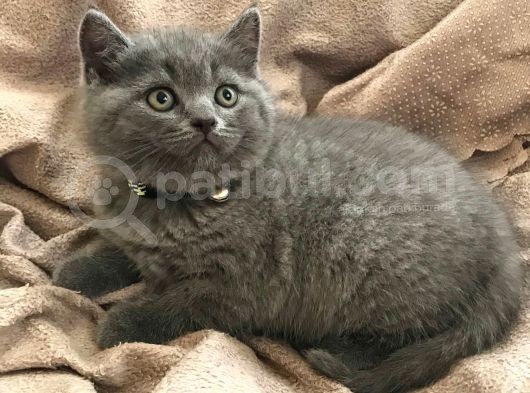 Erkek British Shorthair Yavru görsel