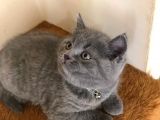 Erkek British Shorthair Yavru