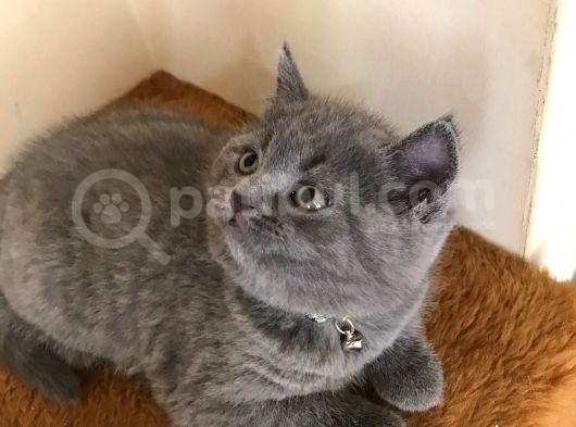 Erkek British Shorthair Yavru