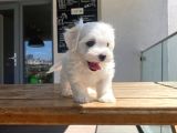 Maltese Yavrular 2