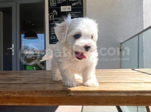 Maltese Yavrular 2 görsel