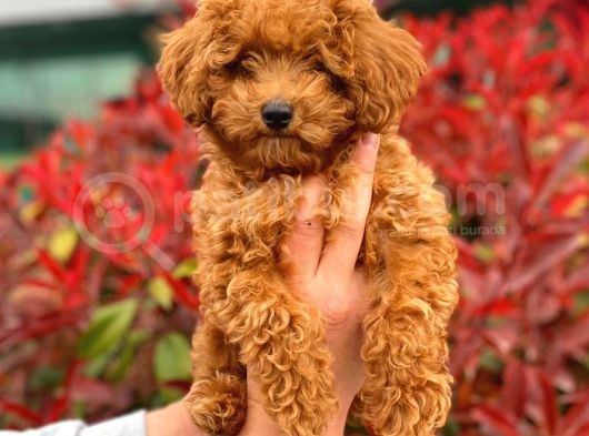3 Aylık Erkek Redbrown Poodle görsel