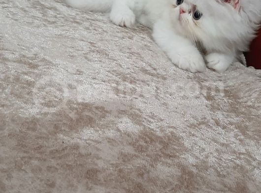 Linda Ve Maylanin Bebekleri görsel