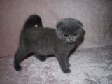 Scottish Fold Lilac Ve Scottish Fold Gri