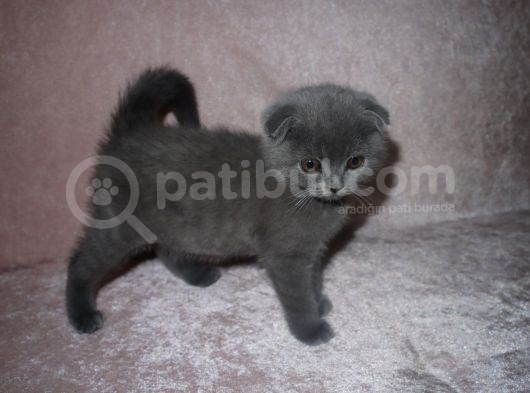 Scottish Fold Lilac Ve Scottish Fold Gri görsel
