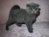 Scottish Fold Lilac Ve Scottish Fold Gri