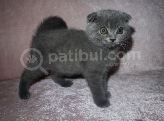 Scottish Fold Lilac Ve Scottish Fold Gri görsel