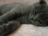 Scottish Fold Lilac Ve Scottish Fold Gri