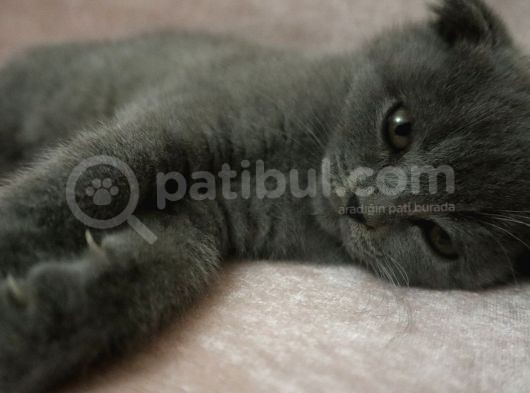 Scottish Fold Lilac Ve Scottish Fold Gri görsel