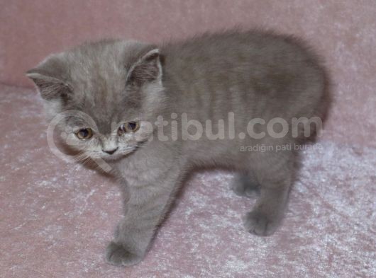 British Shirthair Lilac görsel