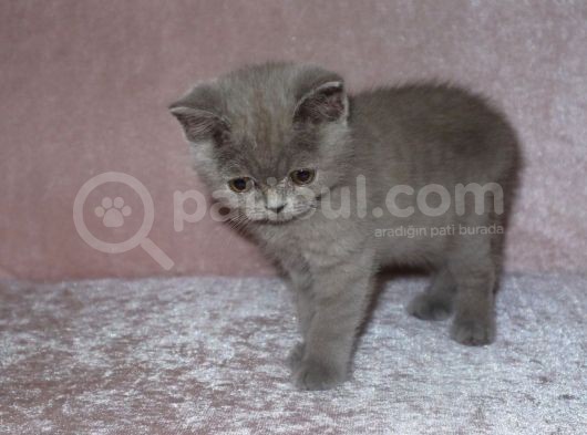 British Shirthair Lilac görsel